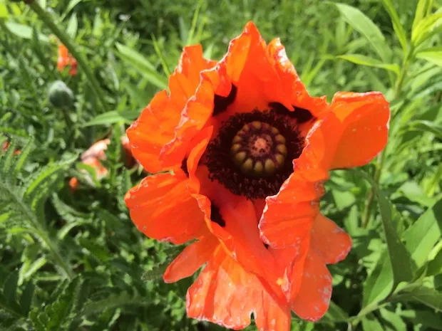 Poppy in Bruges