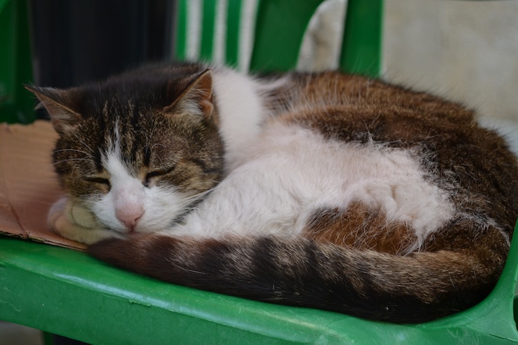 Sleeping cat in Piran