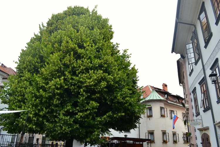 Slovenia national tree