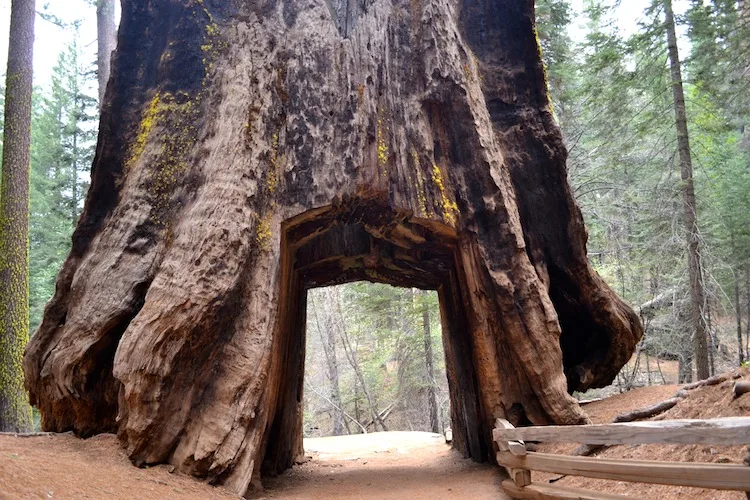 Drive through Trees in Yosemite National Park