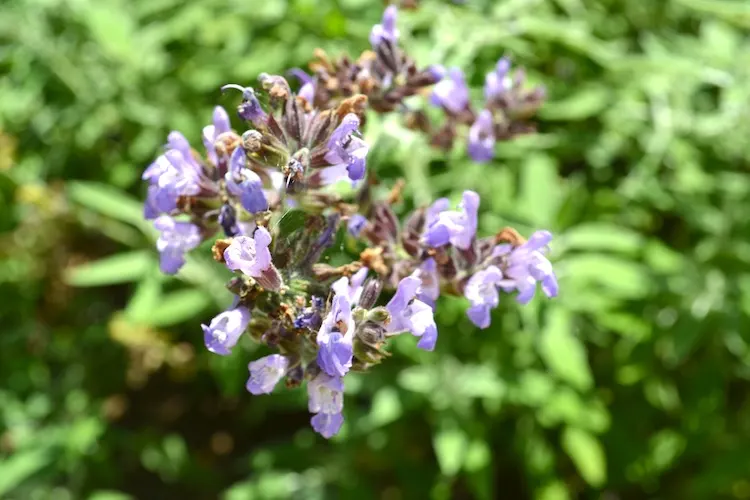 Flowers in Cyprus