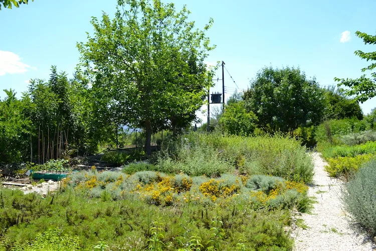 Herbal garden in Cyprus, Paphos