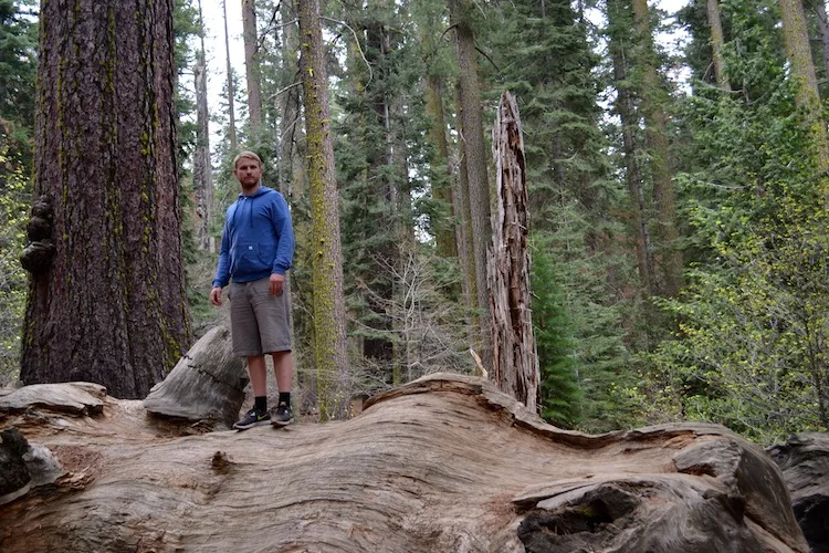 Huge trees in Yosemite National Park