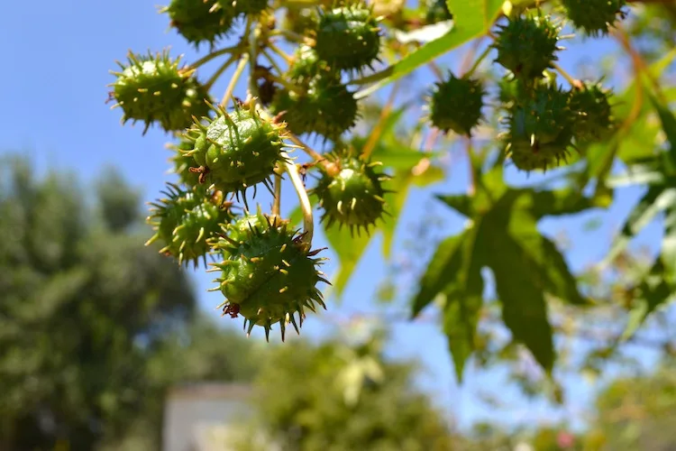 Spiky fruits