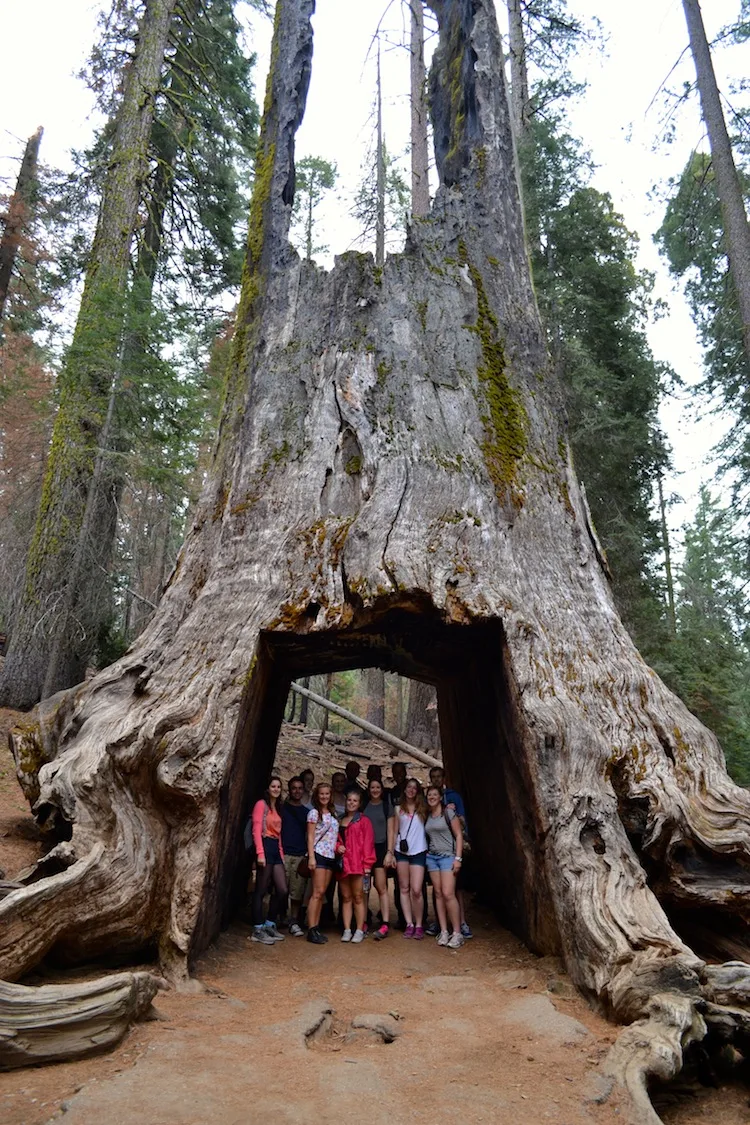 Trek America in Yosemite