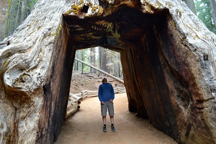 Yosemite Huge Trees