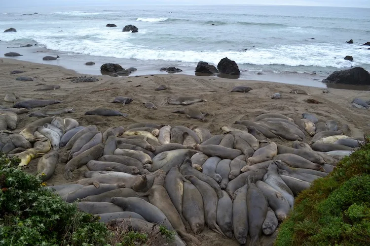 Big Sur Elephant seals