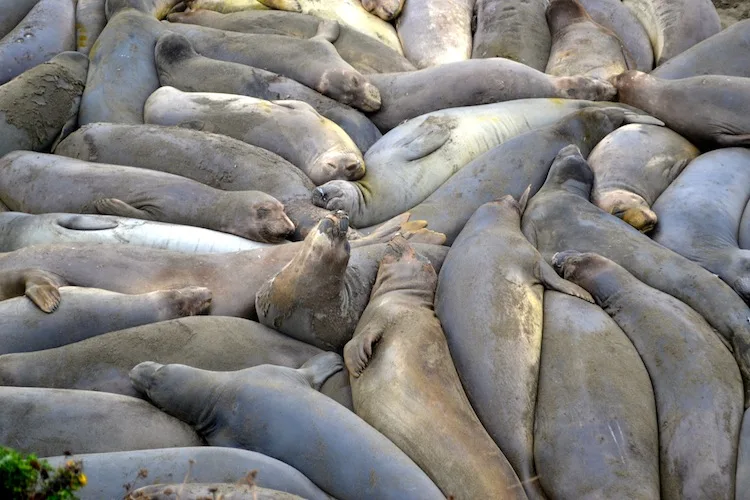 Elephant Seals