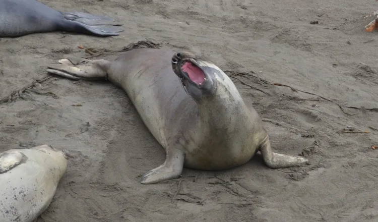 Elephant seal