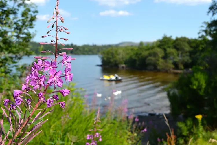 Loch Lomond wild flowers