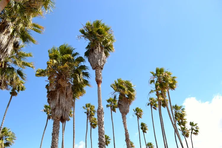 Palm trees in Santa Barbara