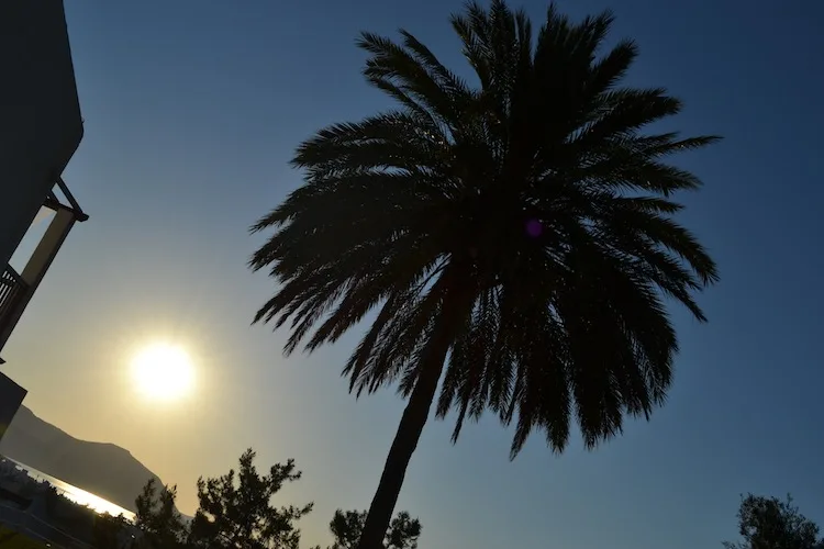 Sunset and palm trees in Cyprus