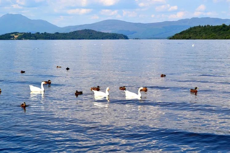 Swans at Loch Lomond in Scotland
