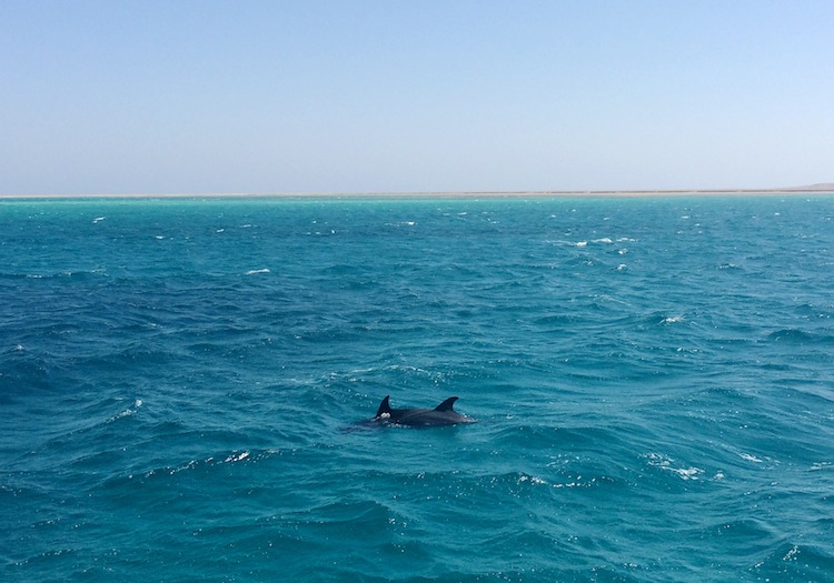 Dolphins in Egypt