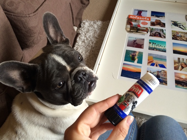 I thought Louie wanted to help but he actually just wanted to eat the Pritt Stick