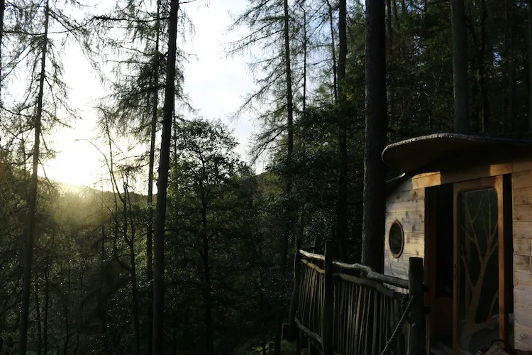 Tree house at sunrise