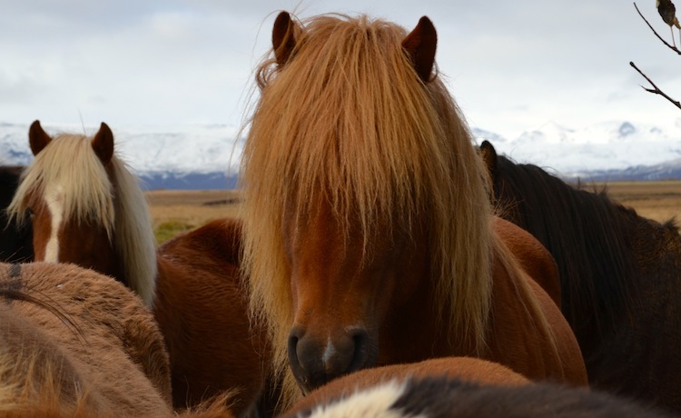 12 things you didn’t know about Iceland