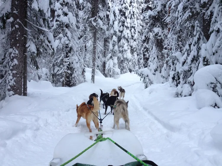 Dog Sledding in Canada