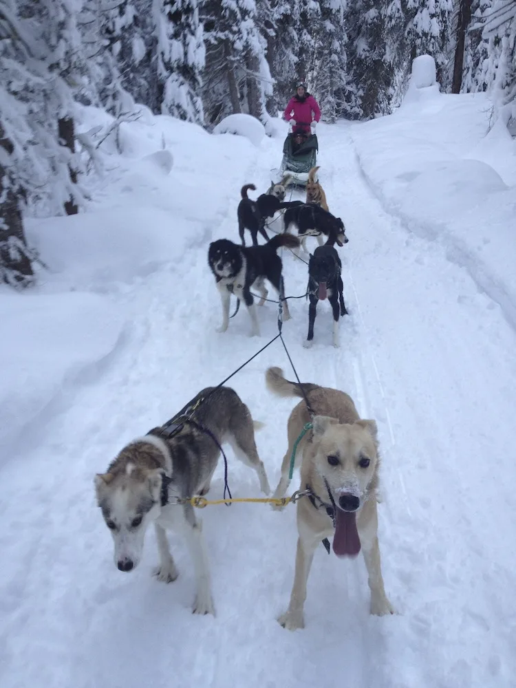 Dog Sledding on The Travel Hack