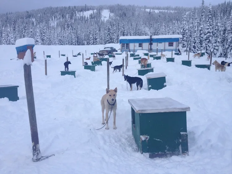 Dog Sledding