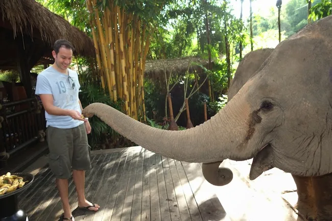 Elephants at the Four Seasons in Thailand