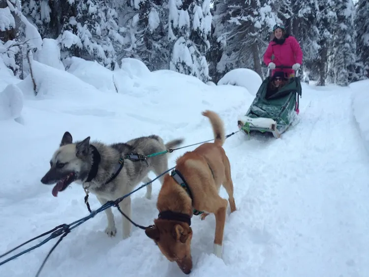 Monica Stott Dog Sledding