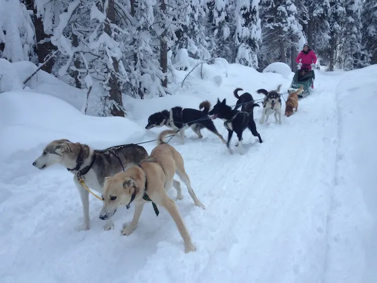 The Travel Hack Dog Sledding