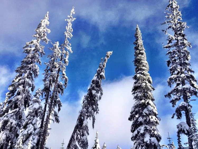 Tree tops in the snow