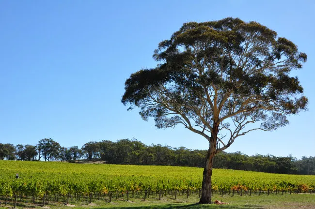 Adelaide's Wine region