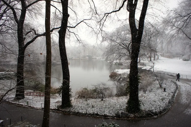 A snowy park in New York