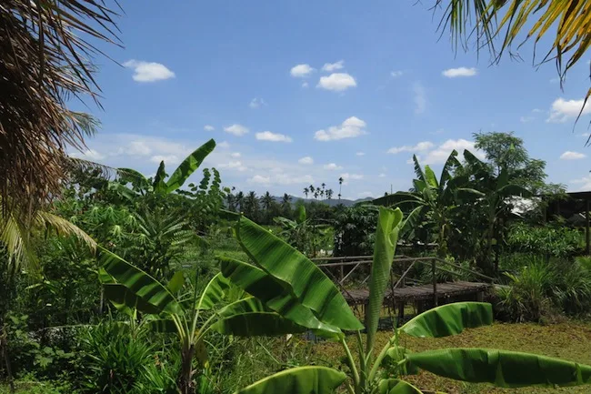 Chiang Mai rice paddies