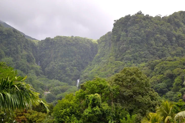 Jungle in Dominica