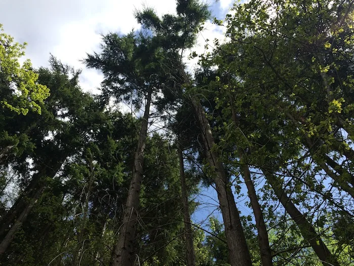 Forest surrounding Niagra Lodge