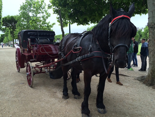 Horse and cart ride around Paris