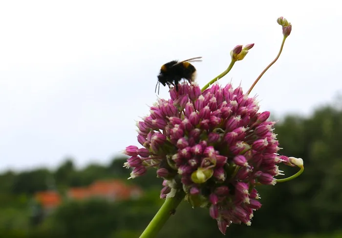 Bumble Bee on the Scilly Isles