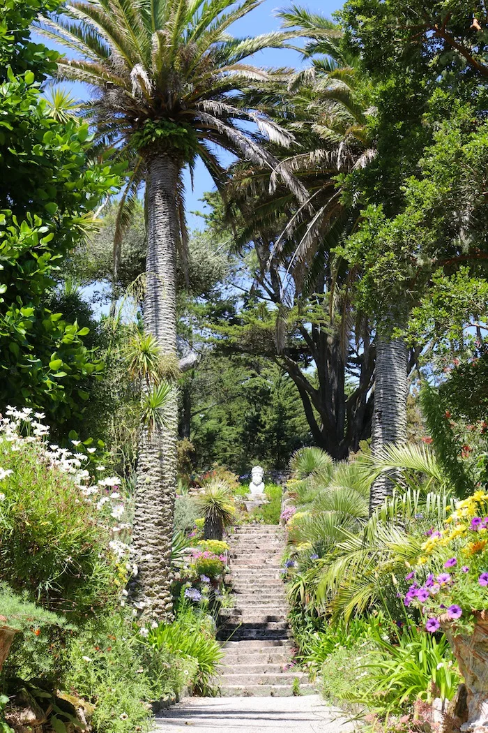 Isles of Scilly | Tresco palm trees