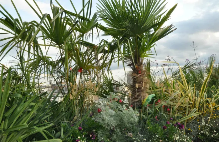 John Lewis Roof Garden