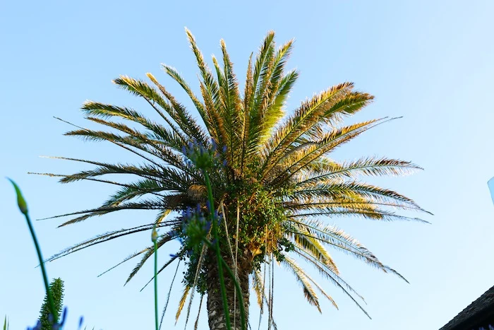 Palm tree on Isles of Scilly