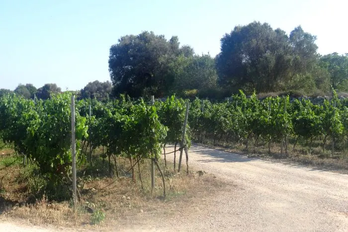 vineyard 