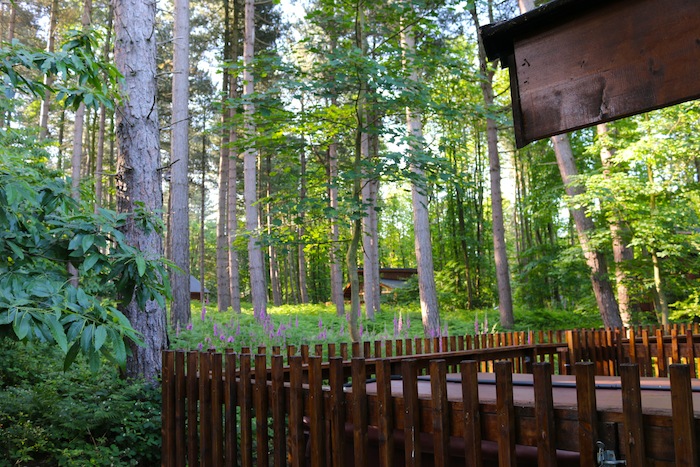 Forest Holidays Silver Birch Cabin scenery