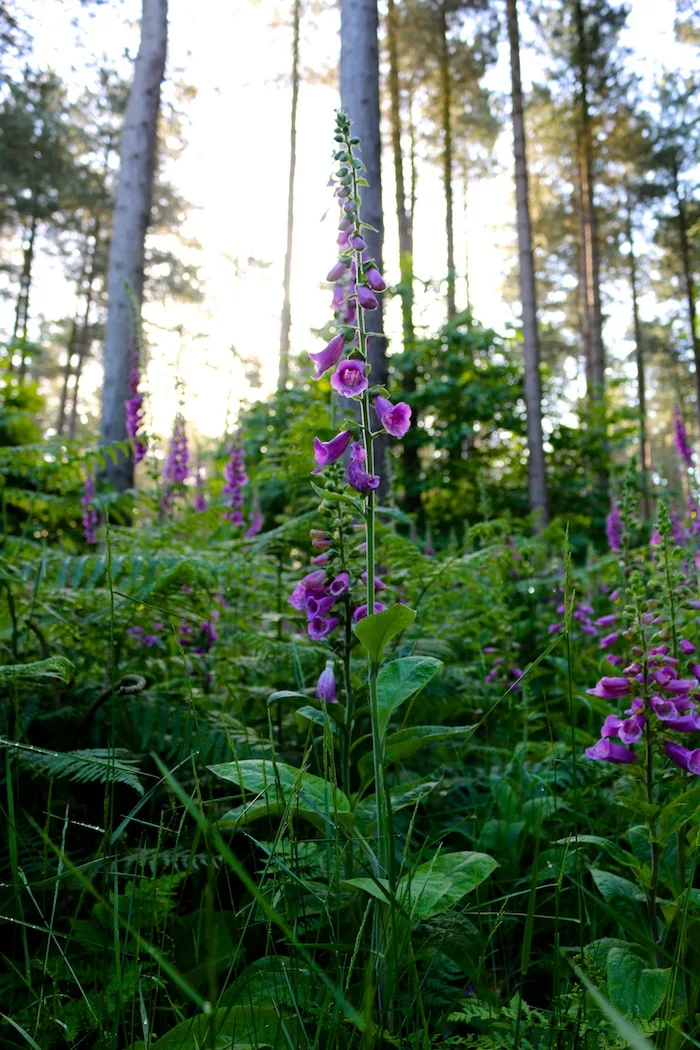 Foxglove