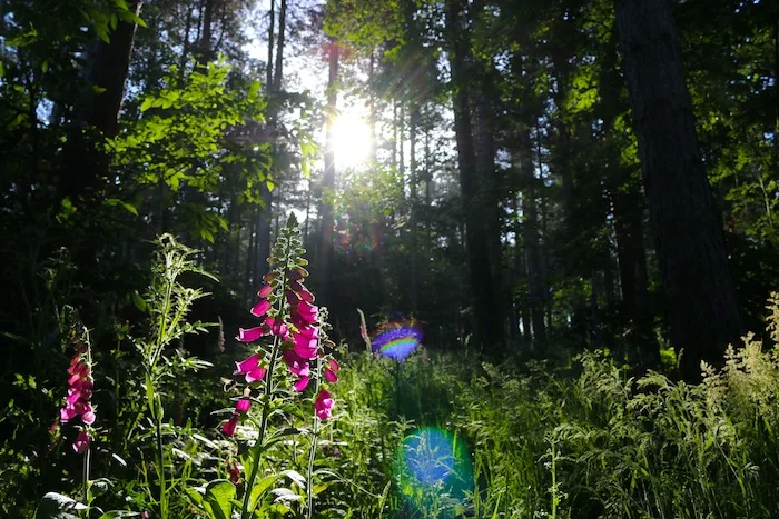 Morning light in the forest