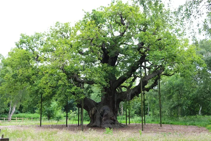 Sherwood Forest big tree