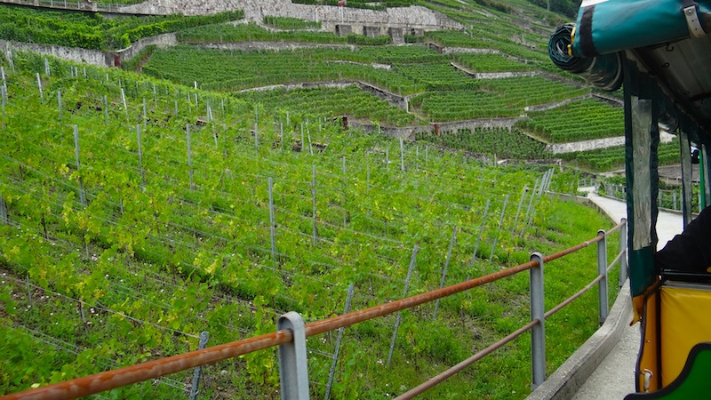 Vineyards in Ouchy