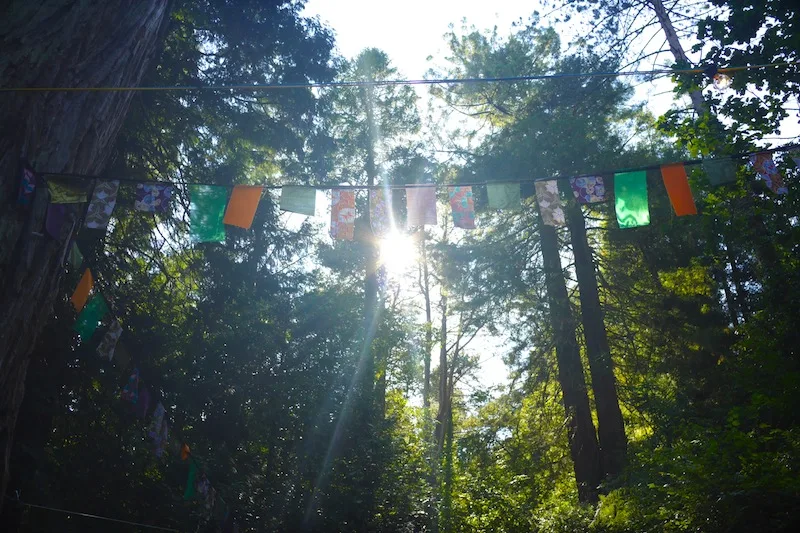 Bunting in the forest