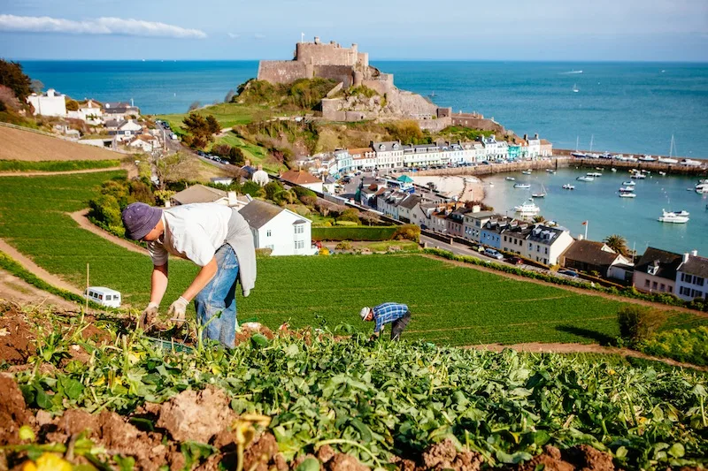 Jersey Royal New Potatoes. Potatoes planted on the early slopes are hand lifted, with mechanical harvesters used only for the later, flatter fields. The fields on slopes near the coast - known as côtils - are so steep that almost all the work is done by hand.