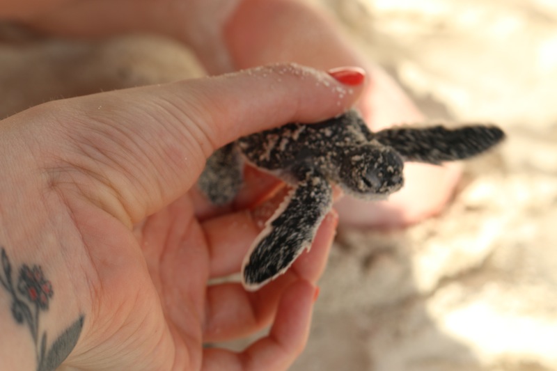 Teeny, tiny turtles hatching in the Maldives!
