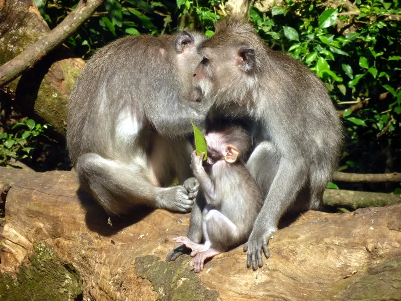 Bali, Monkey Forest