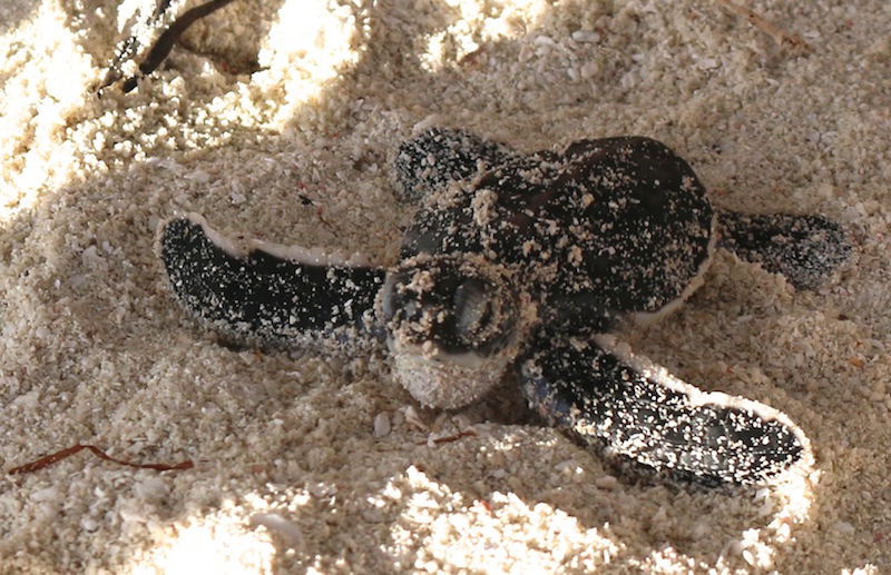 Hatchlings in the Maldives