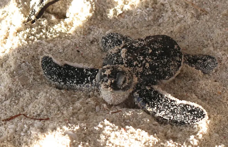 Teeny, tiny turtles hatching in the Maldives! - The Travel Hack